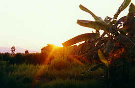 Sonnenuntergang hinter Bananenbaum, Ban Doi Ngam, Chiang Saen, Chiang Rai   (6.7 K)
